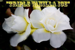 Adenium Obesum Triple Vanilla Ice 5 Seeds